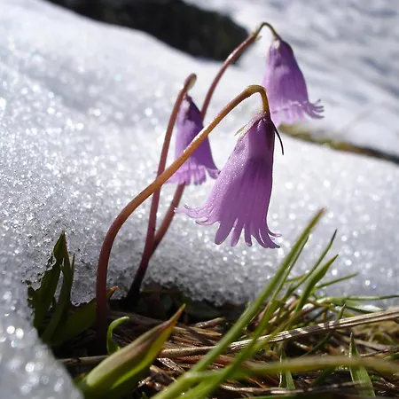 Hoelzlbauer Appartamento *